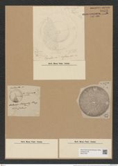 Aulacodiscus beeveriae Johns (de-Toni-Nr.: Genus 182, Species 4490) Zeichnungen Sammlung Grunow Nr. 8053 (NHMW-BOT-W0377367)